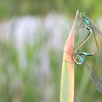 Blue-Tailed Damselflies mating 5 